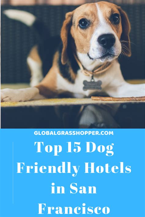 10:03 ljpromo hotels reviews 36 544 просмотра. Top 15 dog friendly hotels in San Francisco 2020 | Dog ...