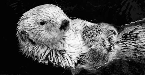 Sea Otters Long Awaited Complicated Homecoming The Atlantic