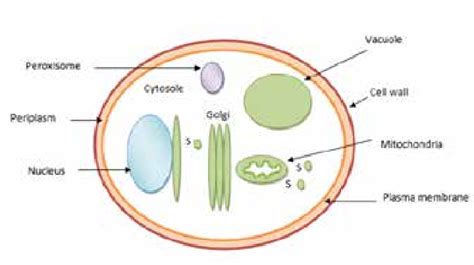 A Schematic Diagram Of Yeast Cell Download Scientific Diagram