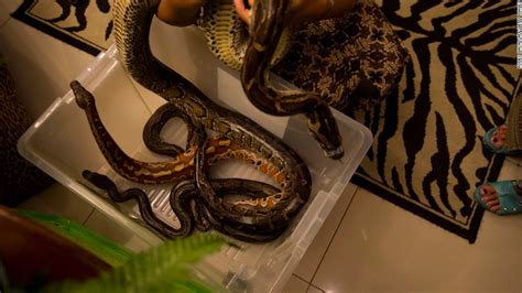 18 Foot Python Found In Florida Cnn