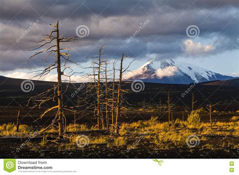 Lifeless Trees In The Dead Forest Stock Photo Image Of Hiking