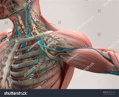 Human muscle system, the muscles of the human body that work the skeletal system, that are under voluntary control, and that are concerned with movement, posture, and balance. Human Chest Muscles Diagram / Bones of the Chest and Upper Back - Click on the labels below to ...