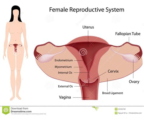 Female Reproductive System Anatomy Of The Female Reproductive System Labelled Sponsored Sp