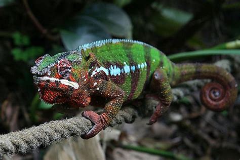 Endemic Animals Of Madagascar