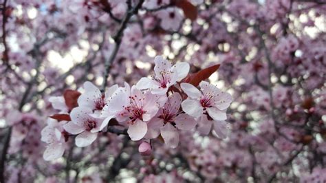 What Trees Have Pink Blooms 27 Flowering Trees For Year Round Color