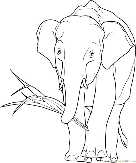 African Elephant Eating Coloring Page For Kids Free Elephant