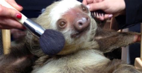 Does milani cosmetics test on animals? Animal Testing on FlowVella - Presentation Software for ...