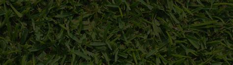 Sad is an untreatable virus that causes the grass to weaken and die away within a couple of years. Raleigh St. Augustine