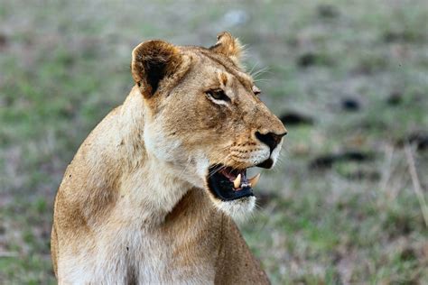 Imagen Gratis Gato Grande León Animal Salvaje África Depredador