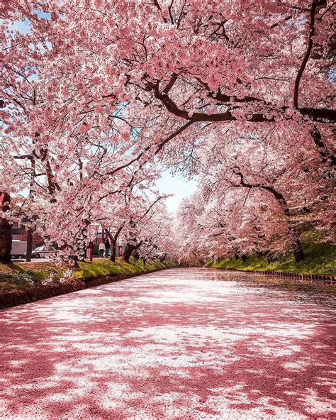 Cherry Blossoms In Japan 🇯🇵 Tag Someone You Would Take Here Follow
