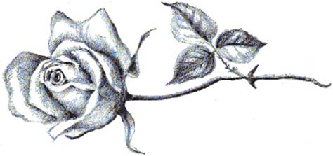 Find & download free graphic resources for rose stem. How to Draw Long Stem Roses with Easy Step by Step Drawing ...