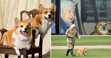 Queen Given Two New Corgi Puppies To Comfort Her Through Royal Crisis