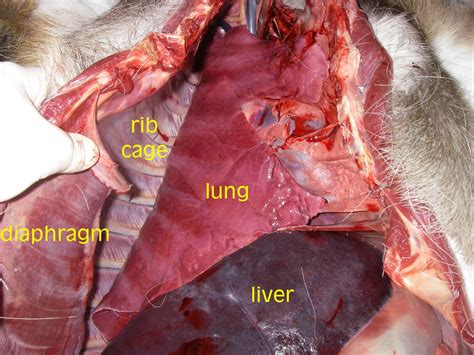 Maybe you would like to learn more about one of these? Wildlife Monitor: What killed this White-tailed Deer? Part ...