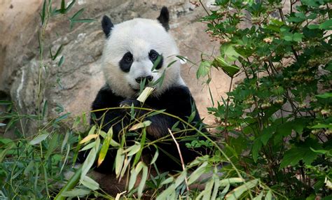 Top 171 Giant Panda Animals