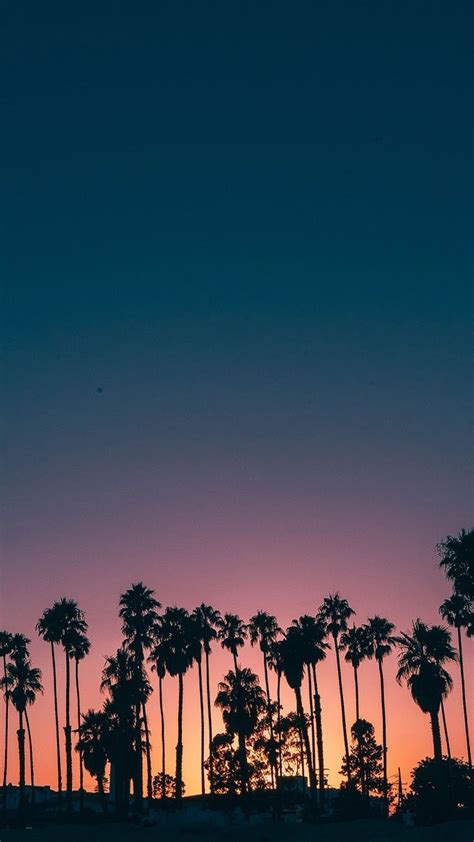 Palm Trees Are Silhouetted Against The Evening Sky