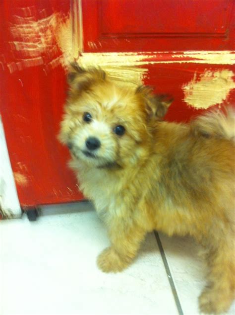 This Is My Adorable Puppy She Is A Pomeranianpoodle Mix They Call Her