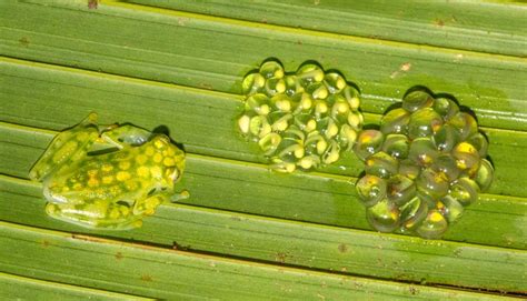 10 Incredible Glass Frog Facts