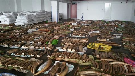 Singapore Nets Biggest Ivory Seizure In Decade