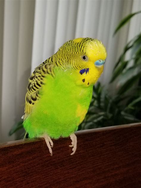Pin By Gina Wilcox On Budgies Budgies Animals Parrot