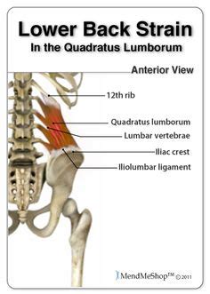 This is the position in which the back of the body is directed upwards. Lower Back Strain Exercises Lumbar Strain Injury | Lower Back Strain Exercises | Pinterest ...