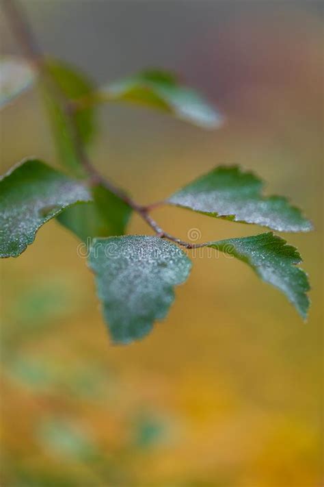 Branch With Green Autumn Leaves With Dew Drops On A Yellow Blurred