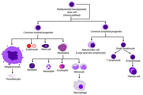 What Is The Difference Between Hematopoietic Stem Cells And Progenitor