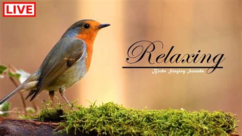 Relaxing Birds And Nature Sounds Calming Sounds Of Birds Singing