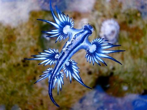 Blue Dragon Sea Slug Pictures Az Animals