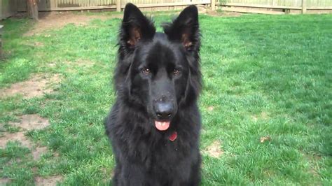 Recklessly All Black Long Haired German Shepherd