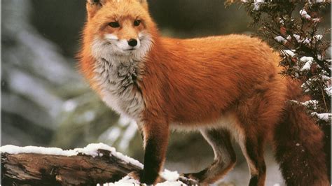 Red Fox Wallpaper 70 Images