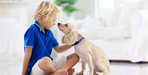How Can Pet Owners Improve Indoor Air Quality - AQA
