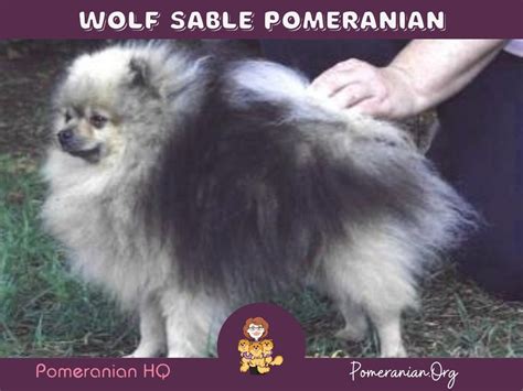 The Complete Guide To Wolf Sable Pomeranian Dogs