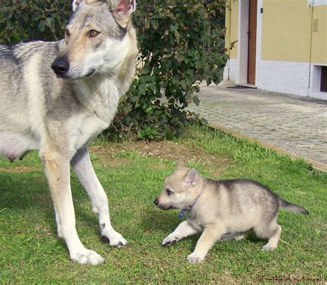 Ogni cucciolo di cane lupo cecoslovacco che esce dall'allevamento lupi del montale è frutto di anni di selezione. Cane Lupo Cecoslovacco Ezechielelupo Kennel foto 119 - 251952