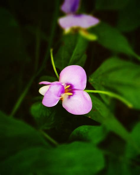 For spreadplayers, the only applicable numbers are 100 100, which is the x z to spread the players around, and the 300 which is the maximum distance to spread players. Flower Symbolism Sadness | Best Flower Site