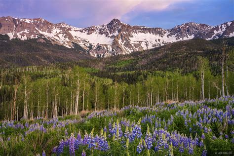 Mears Lupine San Juan Mountains Colorado Mountain Photography By