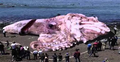 Wrap-Up Magazine: Giant Squid Caught