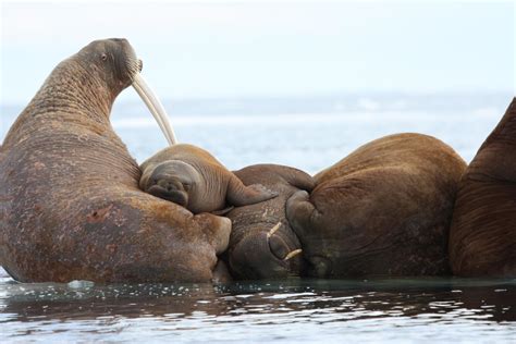 Pacific Walruses Resting On Sea Ice Us Geological Survey
