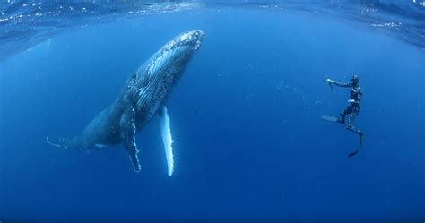 Is Offering A Tempting Incentive To Swim With Whales In Tonga