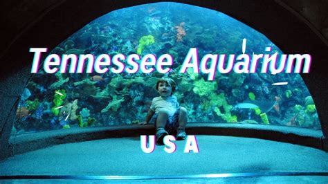 Tennessee Aquarium Usa Mysterious Underwater World Youtube
