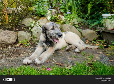 Irish Wolfhound Lying Image And Photo Free Trial Bigstock