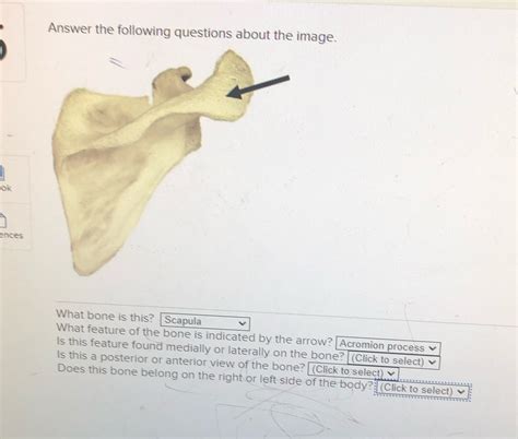 Solved Answer The Following Questions About The Image Lok Ences What