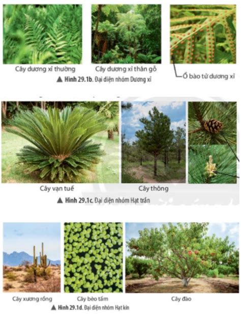 Khoa học tự nhiên 6 Bài 29 Thực vật Chân trời sáng tạo Giải KHTN lớp