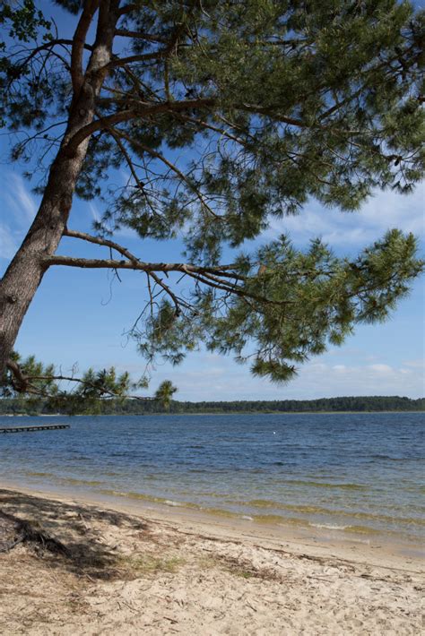 Premium Photo Atlantic Seashore With Beach And Lonely Pine Tree