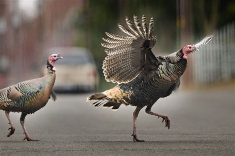 Turkey Hunting Season Starts In Oregon With Plenty Of Birds