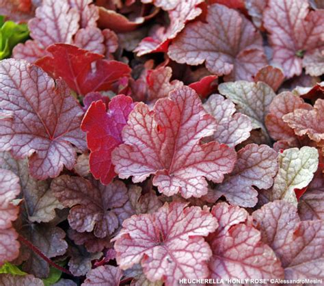 Un ricco assortimento di piantine aromatiche pronte per il trapianto in vaso o nell'orto. Autunno di fiori: eccone 7 da sfoggiare in vaso o in ...