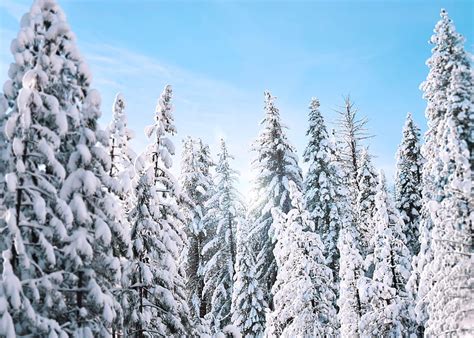 4k Free Download Trees Filled With Snow During Daytime Hd Wallpaper