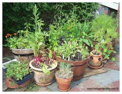 Grow A Culinary Herb Garden For Cooking Drying Or Herb Tea