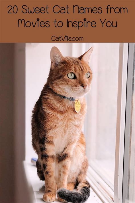 Cute dessert names for cats. 20 Sweet Cat Names from Movies to Inspire You - CatVills | Cat names, Kitten names, Kitten names ...