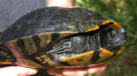 Yellow-Bellied Slider Facts, Habitat, Diet, Pictures