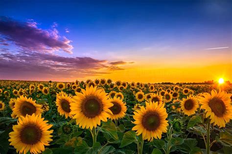 Download Sky Field Yellow Flower Sunrise Summer Nature Sunflower Hd